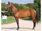 Adopt MIA a Bay Grade / Mixed horse in Union, MO (30282502)
