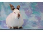 Adopt WRIGLEY a Black Californian / Mixed rabbit in San Jose, CA (36666284)