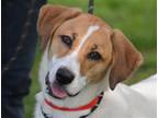 Adopt ALLIE a White - with Brown or Chocolate Harrier / Mixed dog in San Jose
