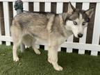 Adopt KOA a Black - with White Husky / Mixed dog in Modesto, CA (37066835)