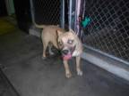 Adopt DAVID a Tan/Yellow/Fawn - with White Terrier (Unknown Type