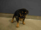 Adopt DAWNA a Black - with Tan, Yellow or Fawn Doberman Pinscher / Mixed dog in