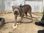 Adopt WHITNEY a Gray/Silver/Salt & Pepper - with White American Pit Bull Terrier