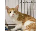 Adopt MARSHMALLOW a Orange or Red (Mostly) Domestic Shorthair / Mixed (short