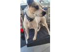 Adopt MIA a White - with Brown or Chocolate Jack Russell Terrier / Labrador