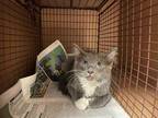 Adopt ARLO a Gray or Blue (Mostly) Domestic Mediumhair / Mixed (medium coat) cat
