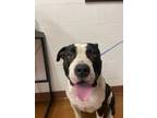 Adopt *ARTOO a Black - with White American Pit Bull Terrier / Mixed dog in