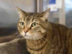 Adopt MEL a Brown Tabby Domestic Shorthair / Mixed (short coat) cat in Austin