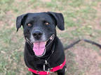 Adopt LEONARD a Black Labrador Retriever / Mixed dog in Austin, TX (25685910)