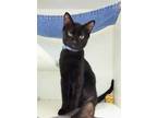 Adopt MICHAEL a All Black Domestic Shorthair / Mixed (short coat) cat in