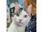 Adopt ALFONSO a Brown Tabby Domestic Shorthair / Mixed (short coat) cat in