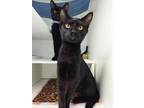 Adopt MORRIS a All Black Domestic Shorthair / Mixed (short coat) cat in