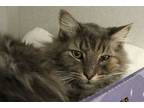 Adopt ARTY* a Gray, Blue or Silver Tabby Turkish Angora / Mixed (long coat) cat