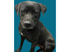 Adopt LINK* a Black - with White Labrador Retriever / Mixed dog in Tucson