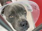 Adopt TANK* a Gray/Silver/Salt & Pepper - with White American Pit Bull Terrier /