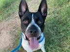 Adopt LEO a Black - with White American Pit Bull Terrier / Texas Heeler / Mixed