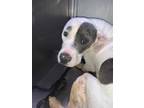 Adopt BOWSER a White - with Black American Pit Bull Terrier / Mixed dog in