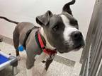 Adopt ELLA a Gray/Silver/Salt & Pepper - with White American Pit Bull Terrier /