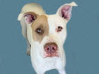 Adopt GAZELLE a White - with Brown or Chocolate American Pit Bull Terrier /