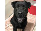 Adopt BEAR* a Black Chow Chow / Mixed dog in Tucson, AZ (34855751)