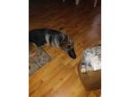 Adopt Sapphire Rose a Brown/Chocolate - with Black German Shepherd Dog / Mixed