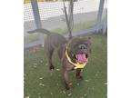 Adopt TIGER TEE a Brindle American Staffordshire Terrier / Mixed dog in Los