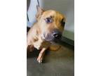 Adopt SIMBA a Tan/Yellow/Fawn American Pit Bull Terrier / Mixed dog in Los