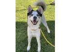 Adopt ATTICUS a White - with Gray or Silver Mixed Breed (Medium) / Mixed dog in