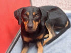 Adopt HONNEY a Black - with Brown, Red, Golden, Orange or Chestnut Black and Tan