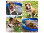 Adopt GINGER a Brindle - with White American Pit Bull Terrier / Mixed dog in