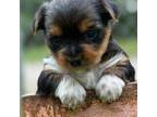 Yorkshire Terrier Puppy for sale in Mc Ewen, TN, USA