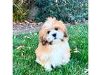 Lhasa Apso Puppy for sale in Nappanee, IN, USA