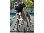 Adopt RALPH a Brindle Boxer / Mixed dog in Fort Walton Beach, FL (35722335)