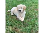 Golden Retriever Puppy for sale in Fort Ann, NY, USA