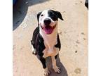 Adopt JUNO a Black - with White Labrador Retriever / Mixed dog in Fort Walton