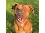 Adopt HENDRIX a Brown/Chocolate American Pit Bull Terrier / Mixed dog in