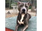 Adopt RICARDO a Gray/Silver/Salt & Pepper - with White American Pit Bull Terrier