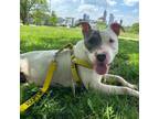 Adopt RIVERA a White American Pit Bull Terrier / Mixed dog in Indianapolis