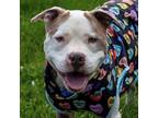 Adopt RAISIN a White - with Tan, Yellow or Fawn American Pit Bull Terrier /