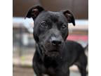 Adopt ELGIN a Black - with White American Pit Bull Terrier / Mixed dog in