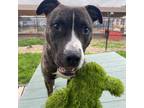 Adopt DUSTY a Brindle - with White American Pit Bull Terrier / Mixed dog in