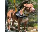 Adopt CHIPPIE a Brown/Chocolate - with White American Pit Bull Terrier / Mixed