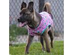 Adopt SIOBHAN a Black - with Tan, Yellow or Fawn Belgian Malinois / Mixed dog in