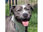 Adopt LUCI a Gray/Silver/Salt & Pepper - with White American Pit Bull Terrier /