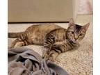 Adopt Lolly / AC 24275 C a Domestic Shorthair / Mixed (short coat) cat in