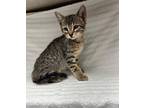Jimmy Domestic Shorthair Kitten Male