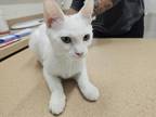 Snow White Domestic Shorthair Young Female