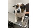 Adopt Codi / 25520 A a Corgi / Mixed dog in Greeneville, TN (41467613)