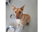 Adopt LUNA a Red/Golden/Orange/Chestnut Labrador Retriever / Mixed dog in