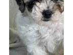 Mutt Puppy for sale in Chatsworth, GA, USA